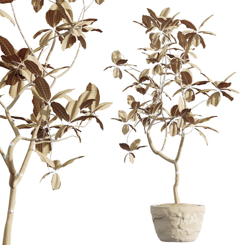 AV HousePlants Japandi Decorative Minimalism Ficus Dracaena Marginata08 - Image 3