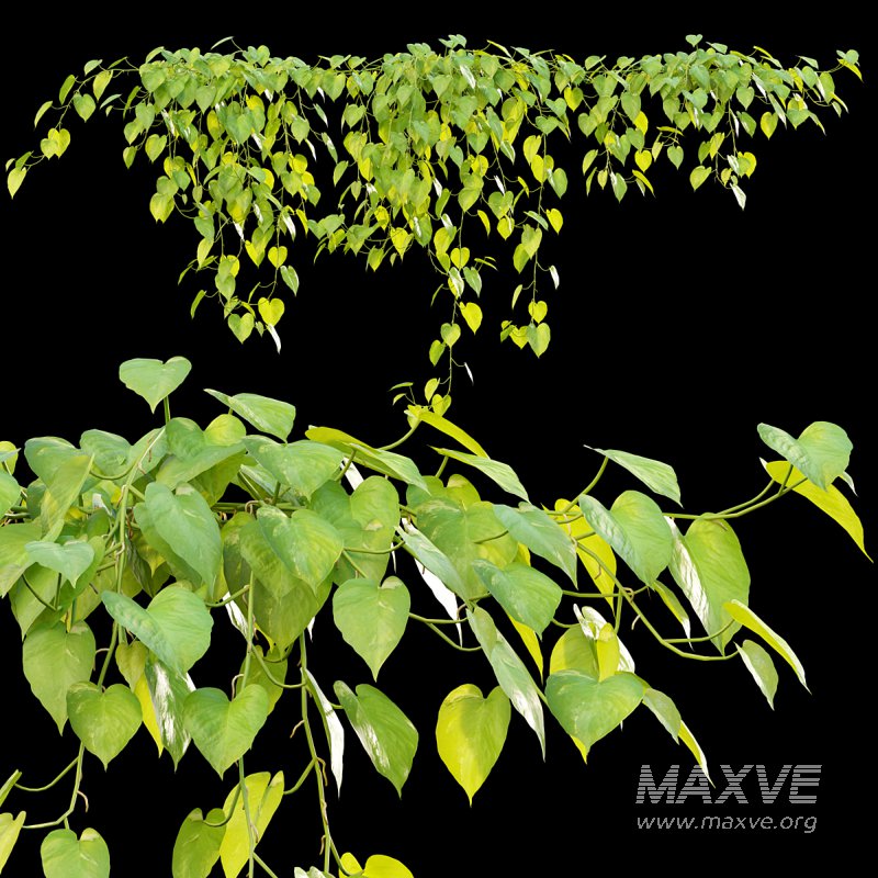 Epipremnum aureum – Money plant - Image 1