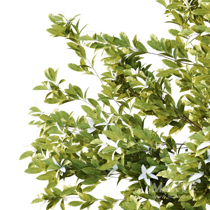 Michelia Maudiae Tree 03 - Image 2