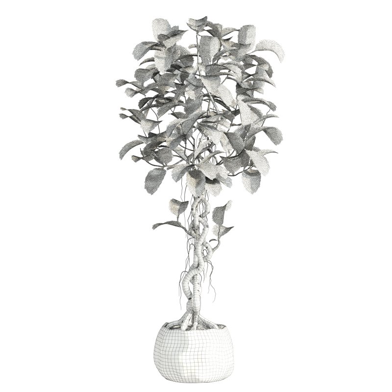 bonsai Ficus plant - Image 2