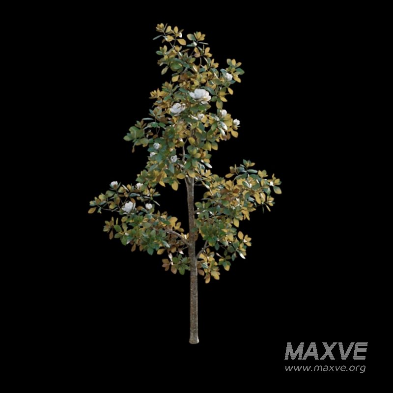 Magnolia grandiflora - Image 4