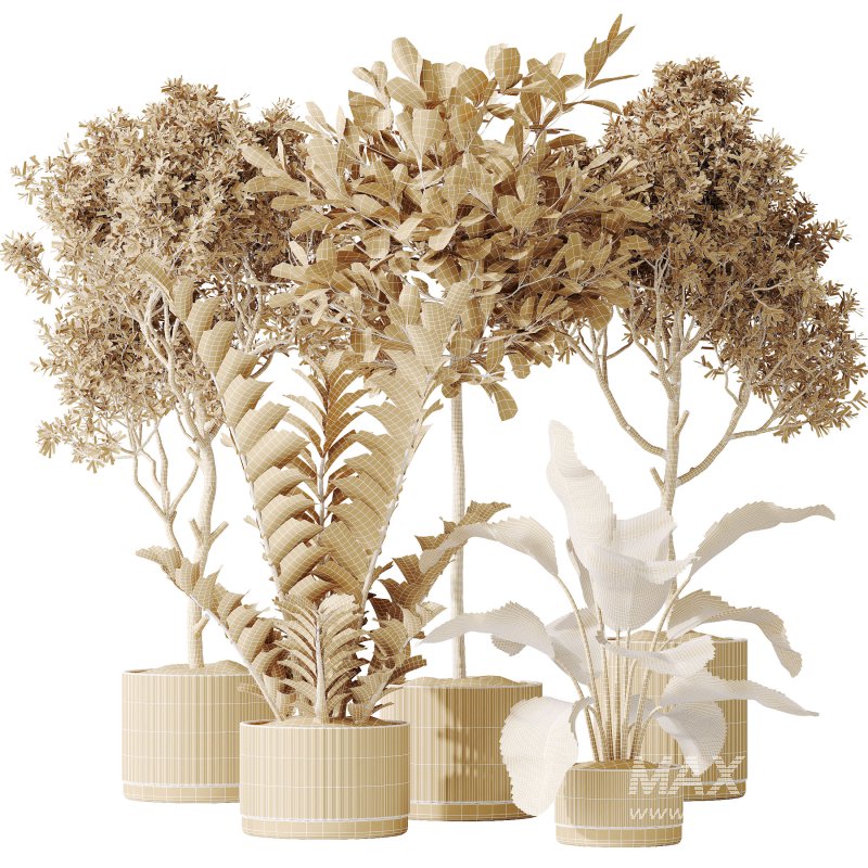 AV Indoor plants set 195 Mission Arbequina Olive and Ficus Microcarpa Moclame and Zamiifolia Araceae and ParadiseBird - Image 7