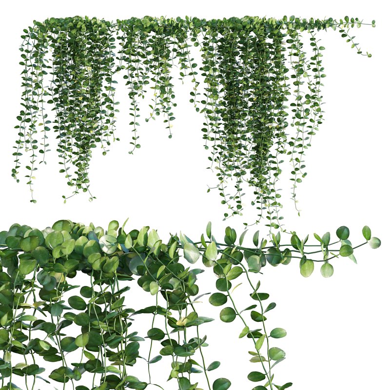 Dischidia Species – Rain of Coins - Image 2