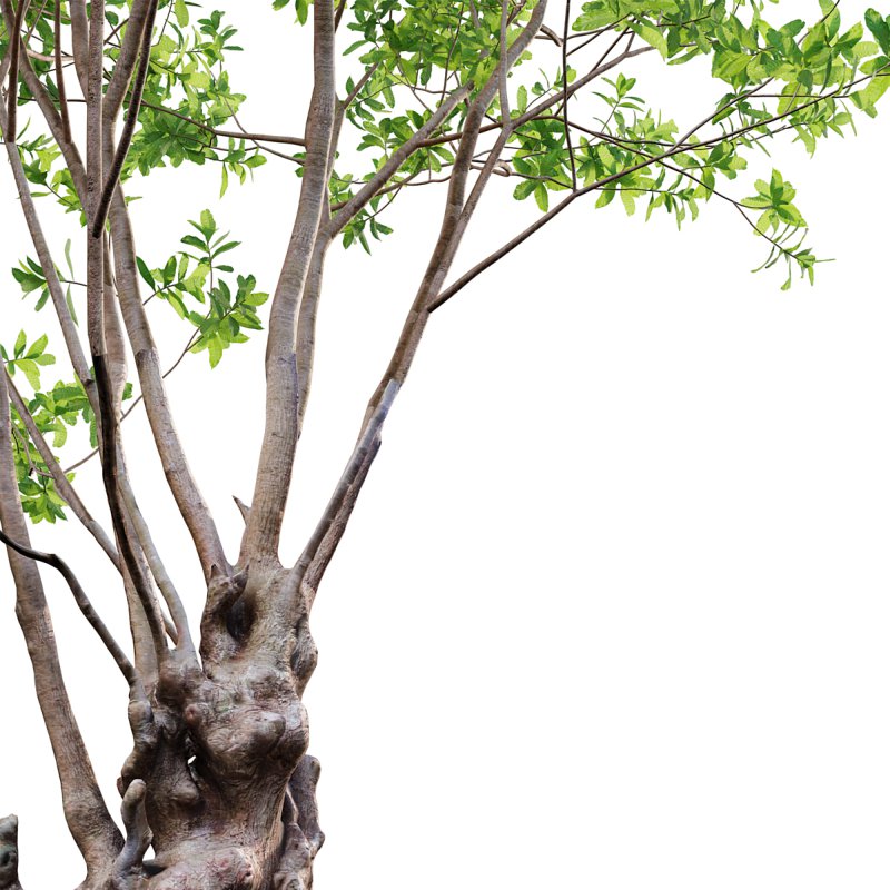 Barringtonia acutangula – green - Image 2