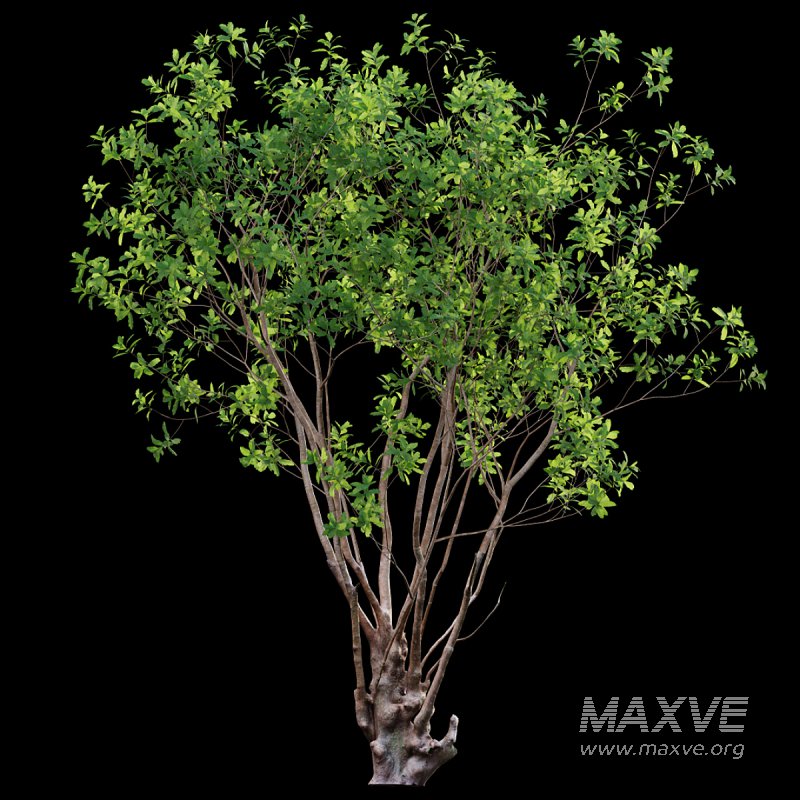 Barringtonia acutangula – green - Image 3