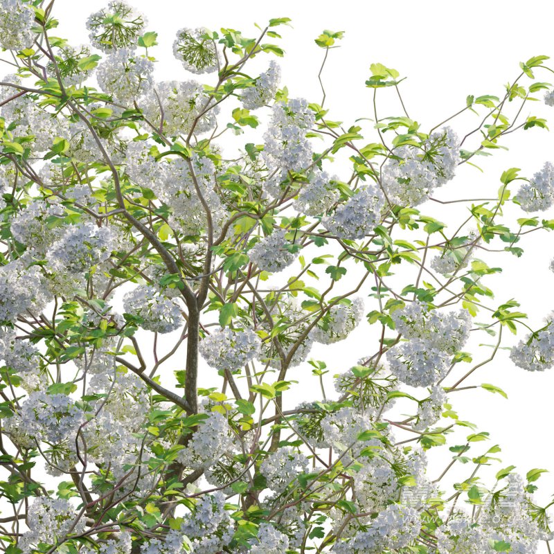 Viburnum opulus Roseum – European Cranberry bush 03 - Image 4