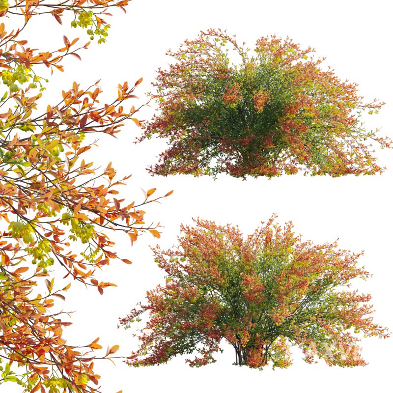 Berberis vulgaris – European barberry – Common barberry 01 - Image 1