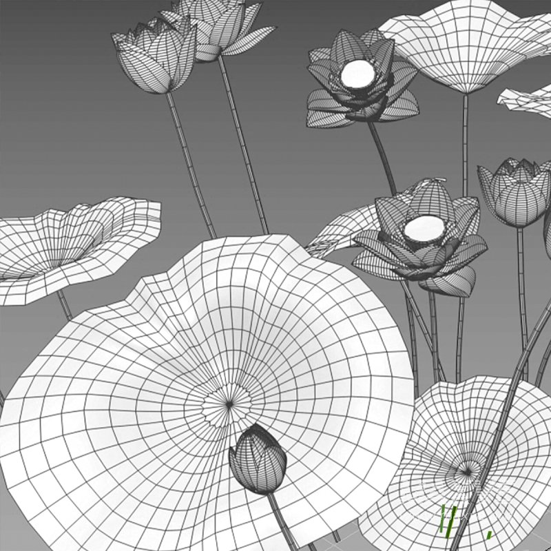 Nelumbo lutea – lotus - Image 7