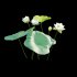Nelumbo lutea – lotus - Thumbnail 3
