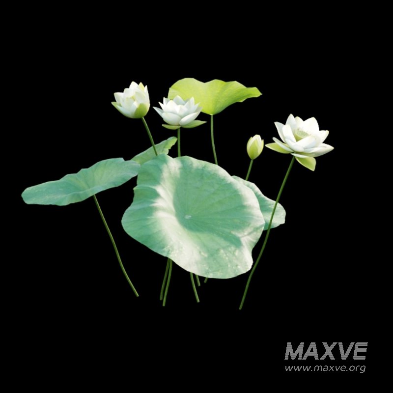 Nelumbo lutea – lotus - Image 3