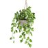 hanging plant - Thumbnail 3