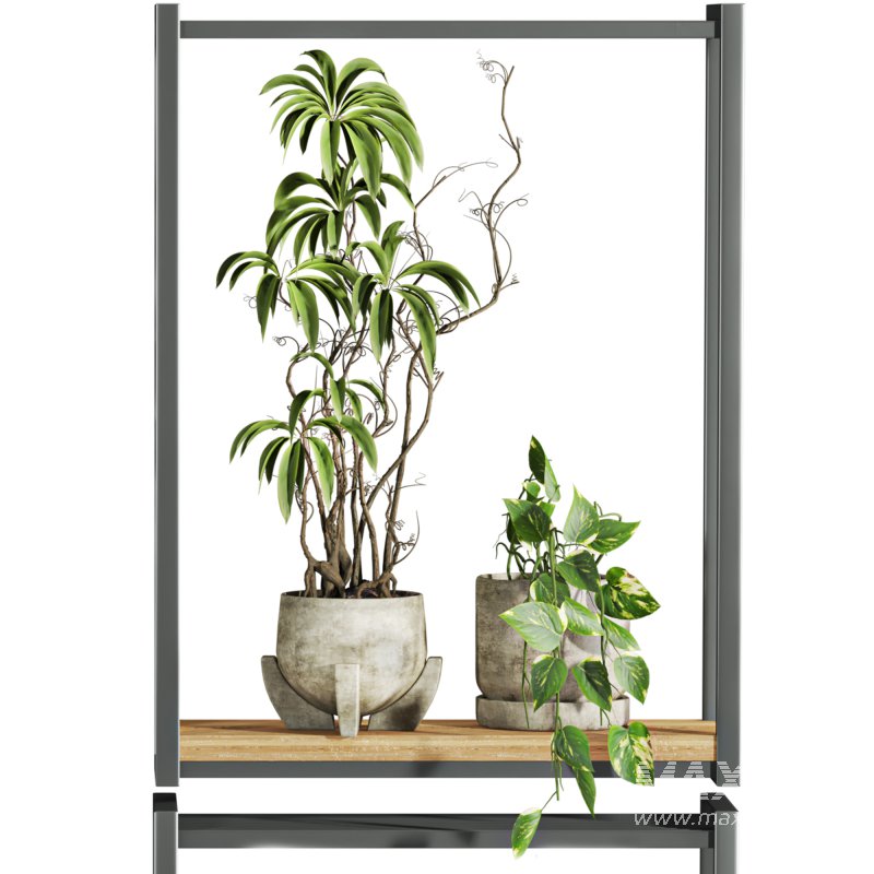 plants set on shelf - Image 3