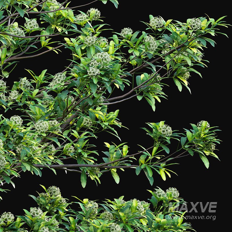 Alstonia scholaris – Milkwood - Image 5