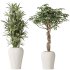 AV Indoor plants set 194 Lemon Lime Cane Dragon and Schefflera Arboricola Umbrella and Bird Of ParadiseBird and Mission Olive Tree - Thumbnail 2
