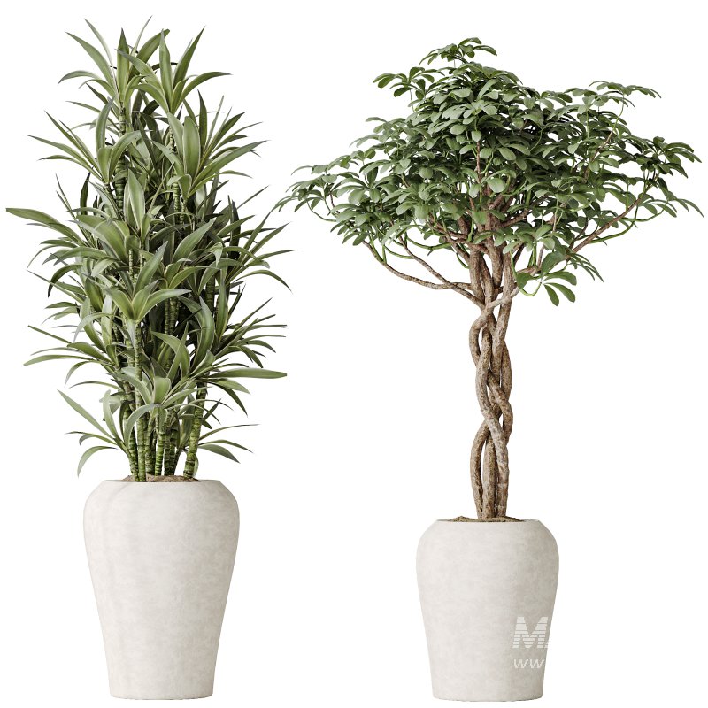 AV Indoor plants set 194 Lemon Lime Cane Dragon and Schefflera Arboricola Umbrella and Bird Of ParadiseBird and Mission Olive Tree - Image 2