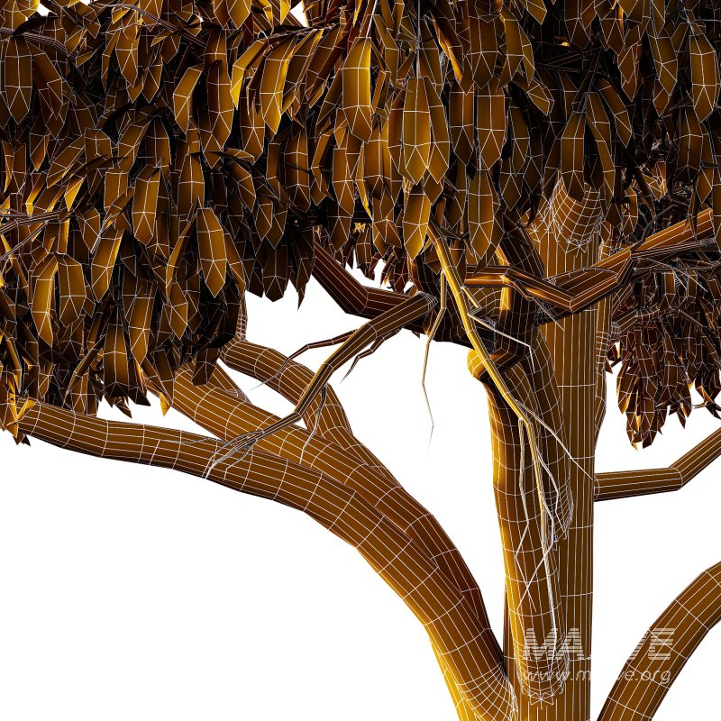 Parashorea Chinensis Tree 04 - Image 3