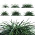 Ophiopogon japonicus - Thumbnail 1