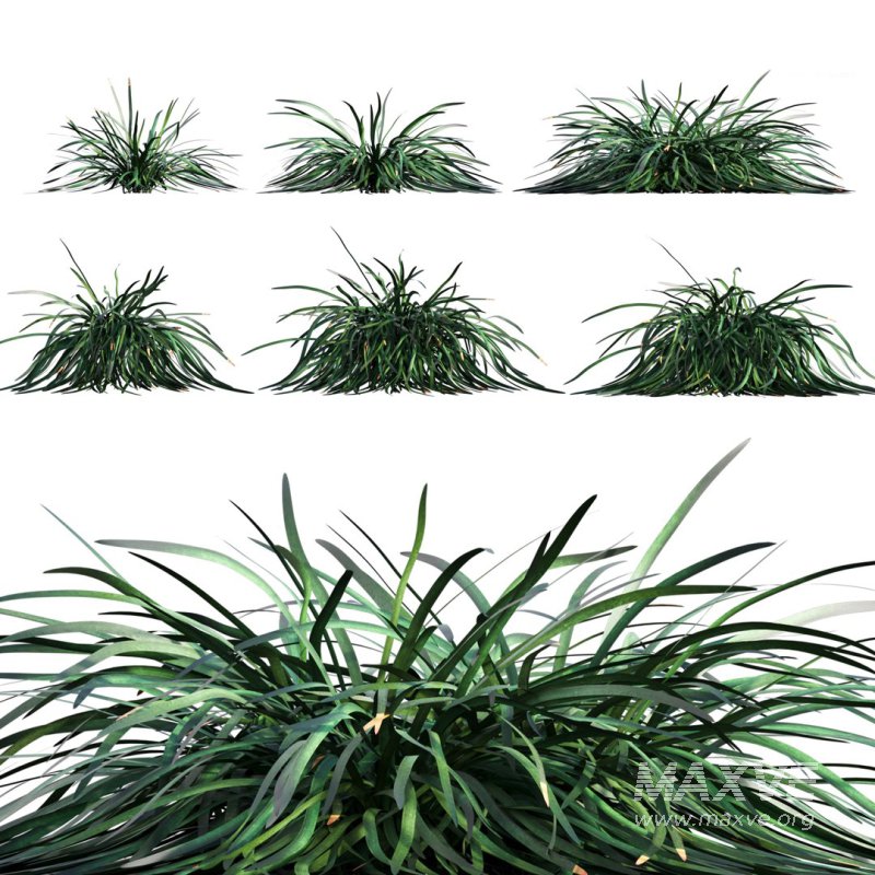 Ophiopogon japonicus - Image 1