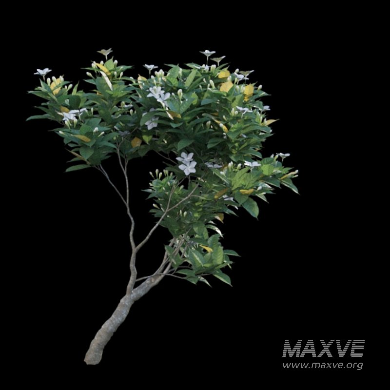 Gardenia augusta – Houttuynia – Gardenia jasminoide – 02 - Image 4