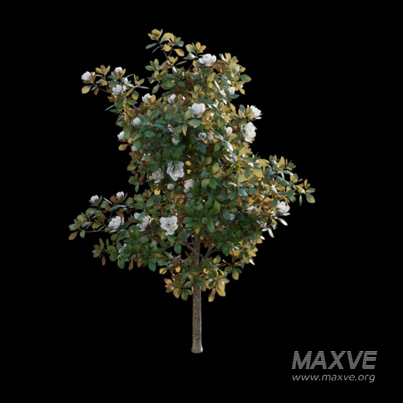 Magnolia grandiflora - Image 3