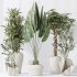 AV Indoor plants set 194 Lemon Lime Cane Dragon and Schefflera Arboricola Umbrella and Bird Of ParadiseBird and Mission Olive Tree - Thumbnail 5