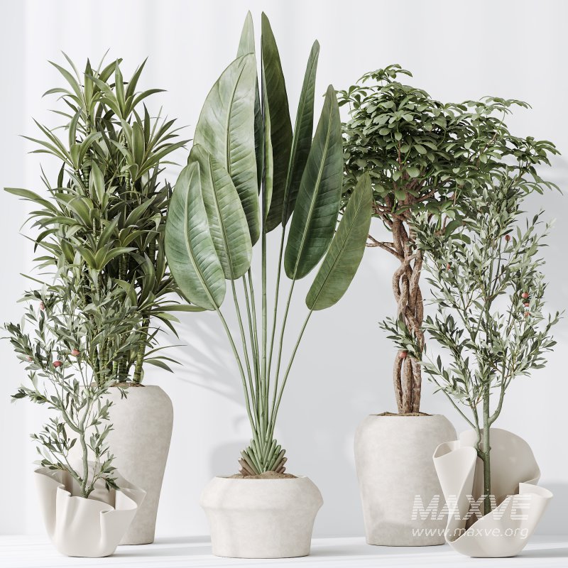 AV Indoor plants set 194 Lemon Lime Cane Dragon and Schefflera Arboricola Umbrella and Bird Of ParadiseBird and Mission Olive Tree - Image 5