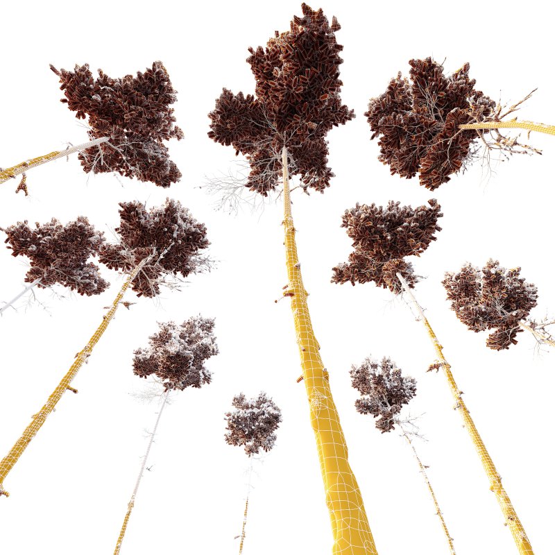 AV Plants Pinus Echinata Winter Snow - Image 4