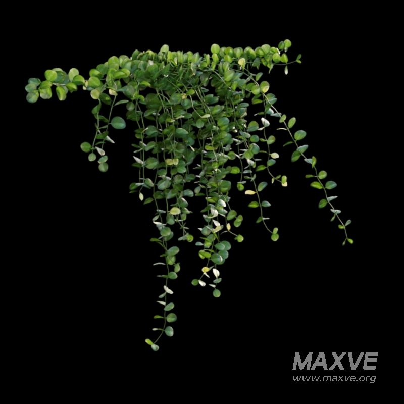 Dischidia Species – Rain of Coins - Image 5