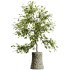 AV HousePlants Japandi Decorative Minimalism Ficus Dracaena Marginata 06 - Thumbnail 2