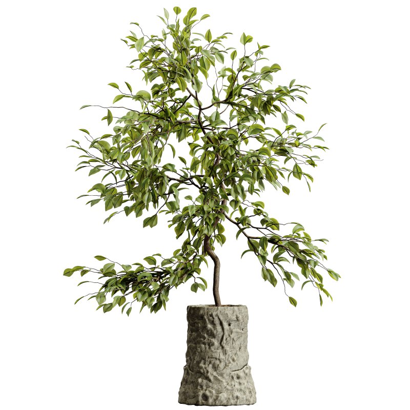 AV HousePlants Japandi Decorative Minimalism Ficus Dracaena Marginata 06 - Image 2