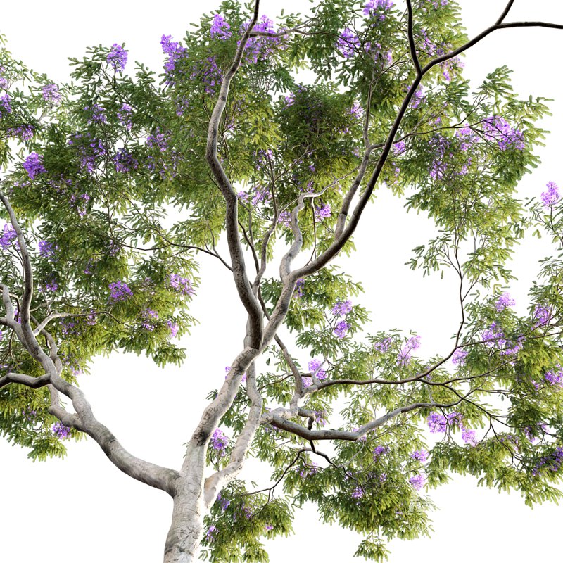 Jacaranda - Image 6