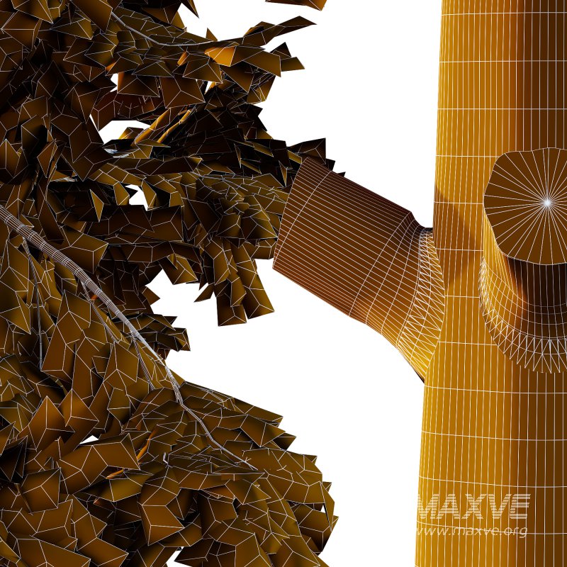 Alaska cedar Chamaecyparis thyoides Tree - Image 4