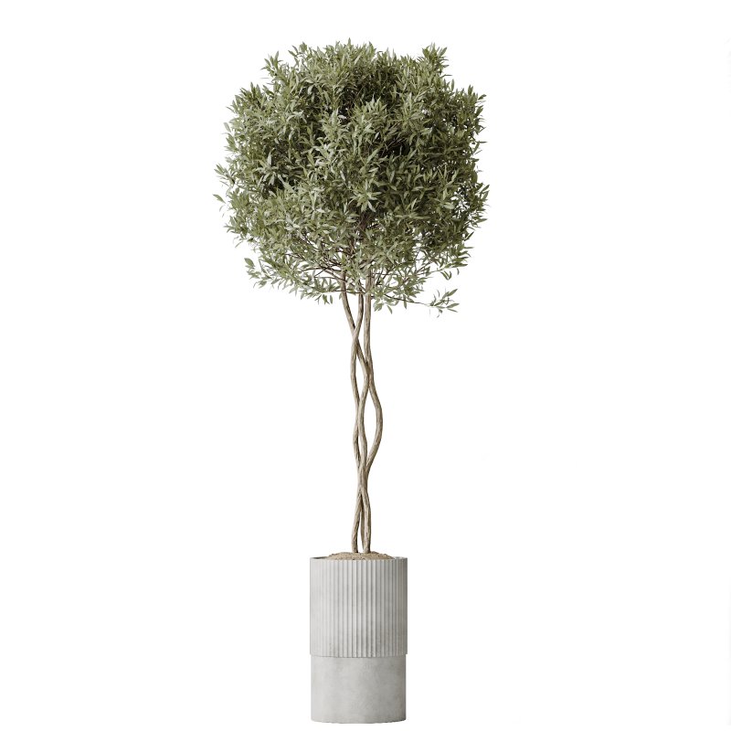 AV Indoor plants set 198 Arbequina Olive and Lemon Lime Cane Dragon and Zamiifolia Aracea and Ficus Elastica Abidjan - Image 4