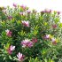 Daphne arbuscula – Shrubby daphne 02 - Thumbnail 5