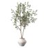 Olive Tree Indoor Plant Set.28 - Thumbnail 2