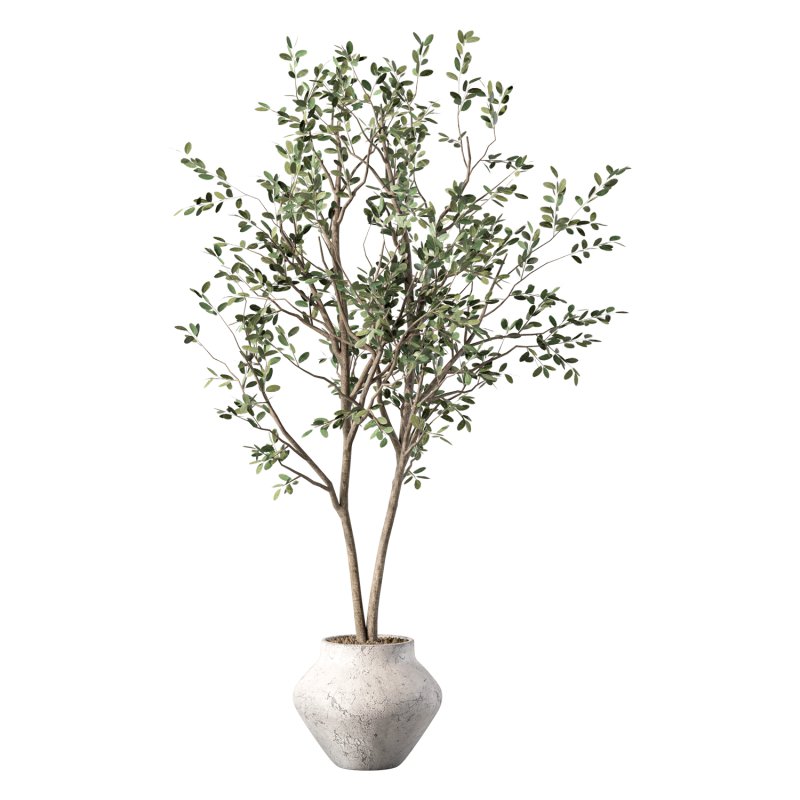 Olive Tree Indoor Plant Set.28 - Image 2