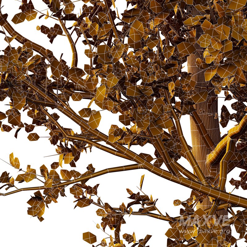 Betula Pendula Tree 03 - Image 2