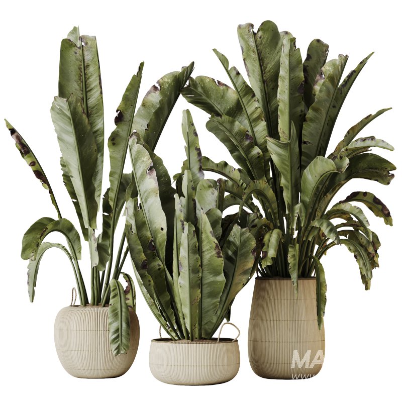 AV Indoor plants set 205 Ravenala Banana Strelitzia Nicolai Bird Of Paradise - Image 2