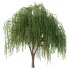 Weeping Willow Tree 01 - Thumbnail 4