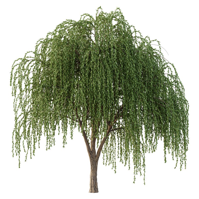 Weeping Willow Tree 01 - Image 4