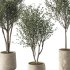 Olive Tree Indoor Plant Set.6 - Thumbnail 2