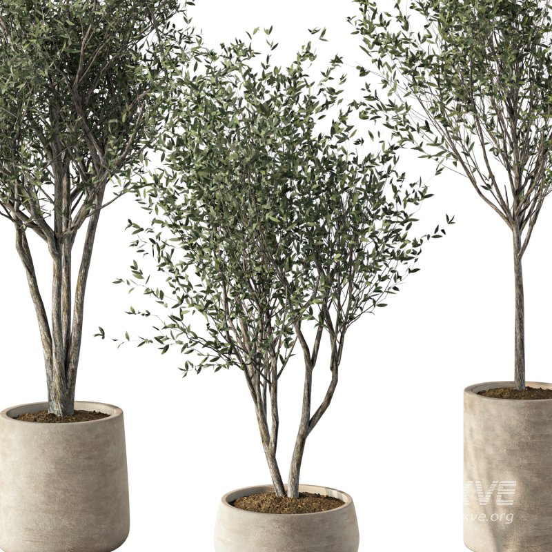 Olive Tree Indoor Plant Set.6 - Image 2