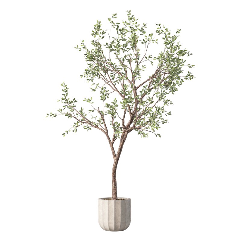 Olive Tree Indoor Plant Set.26 - Image 1