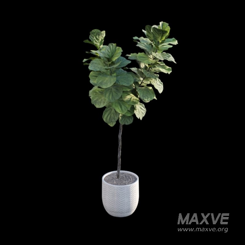 Ficus Lyrata – Ficus pandurata - Image 2