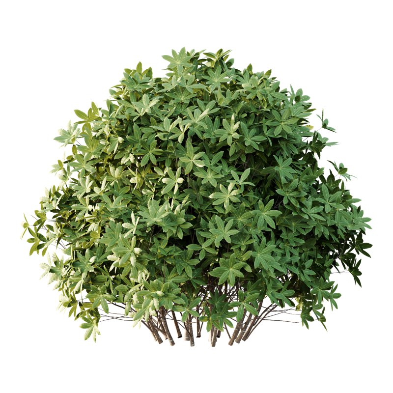 s: Oriental paperbush, mitsumata) is a plant in the family Thymelaeaceae. - Image 4