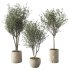 Olive Tree Indoor Plant Set.6 - Thumbnail 1