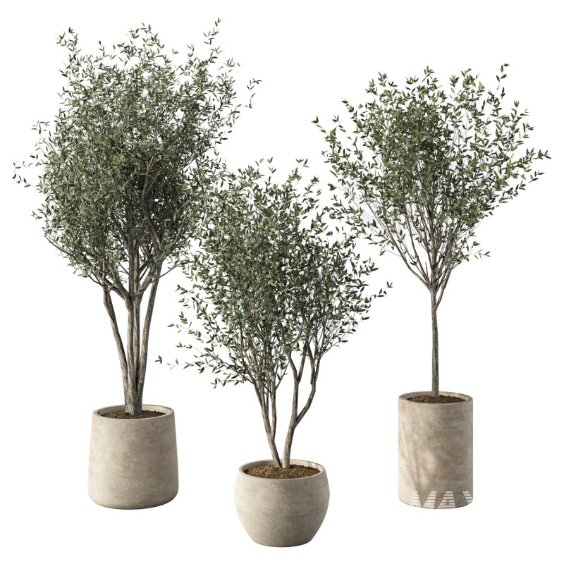 Olive Tree Indoor Plant Set.6 - Image 1