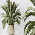 AV Indoor plants set 205 Ravenala Banana Strelitzia Nicolai Bird Of Paradise - Thumbnail 4