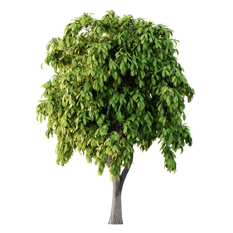 Osmanthus Fragrans Tree 02 - Image 2