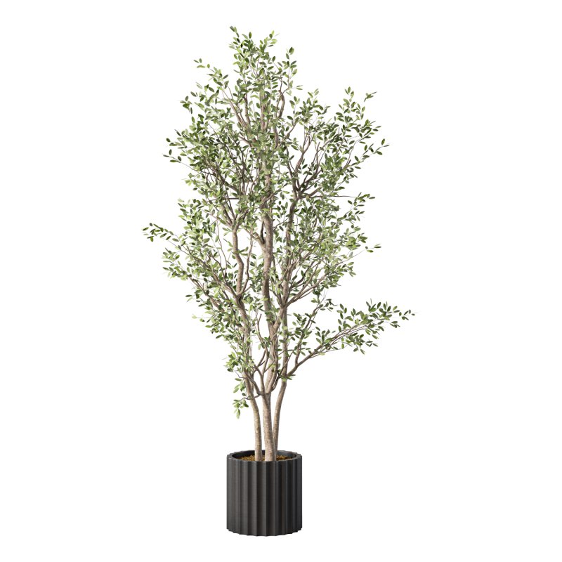 Olive Tree Indoor Plant Set.29 - Image 2